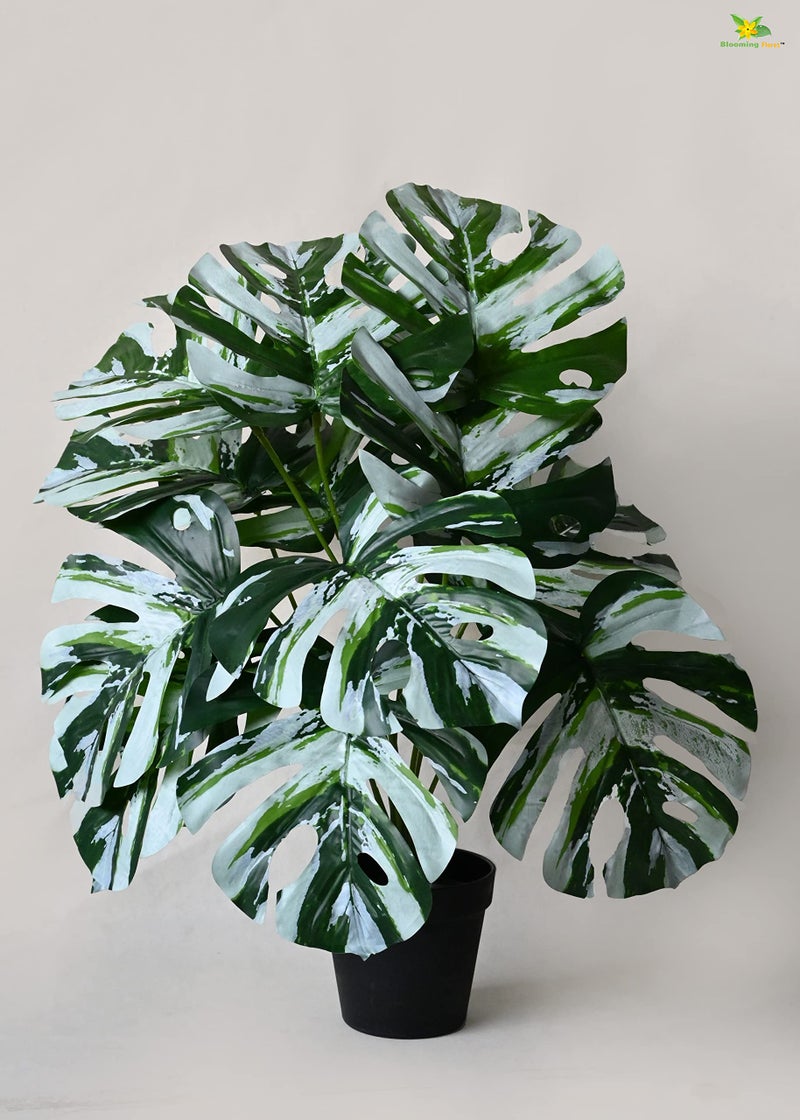 Blooming Floret Polyester Artificial Monstera Plant|with Basic Black Pot|12 Contrasting Leaves in Green&White|60.9 cm Short Ornamental Plant for Interior Decor/Home Decor/Office Decor|Durable - Image 1
