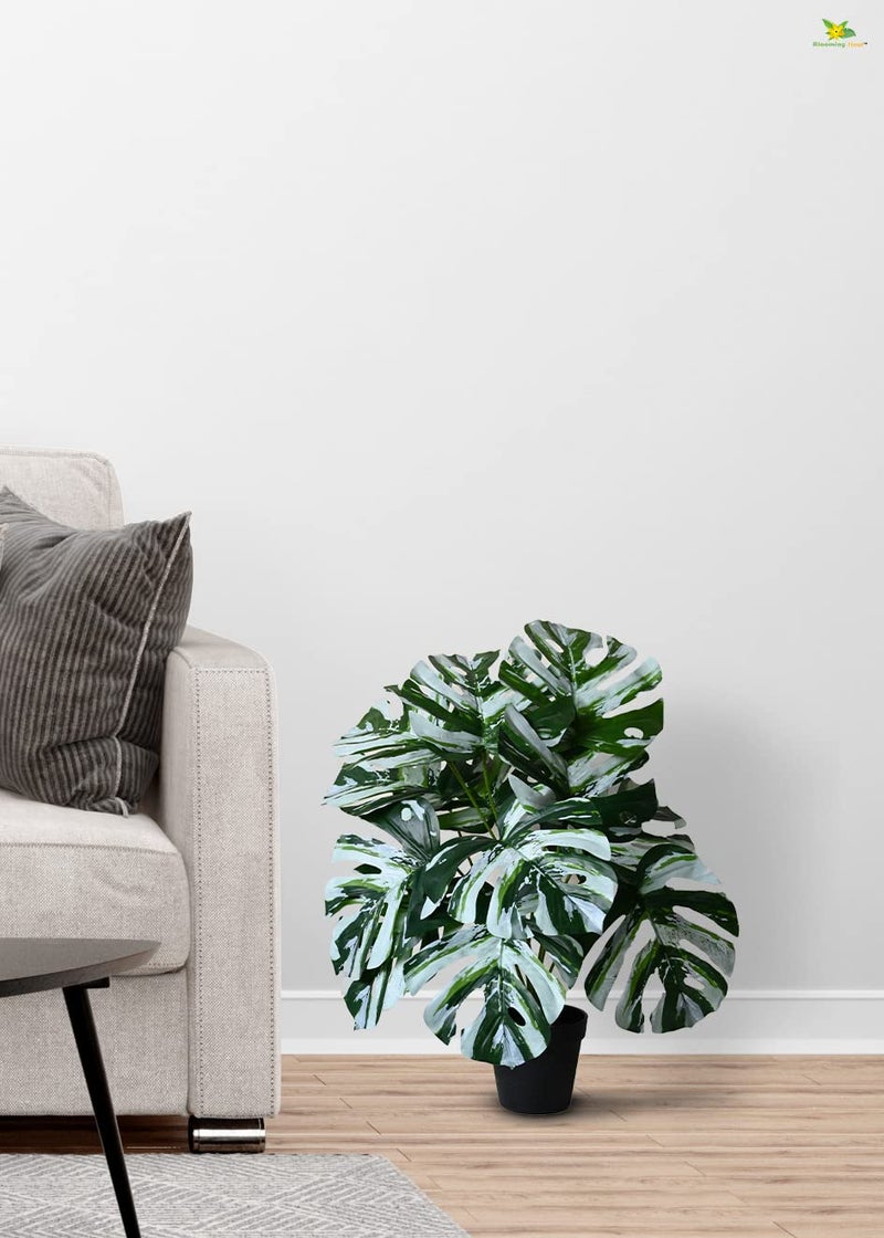 Blooming Floret Polyester Artificial Monstera Plant|with Basic Black Pot|12 Contrasting Leaves in Green&White|60.9 cm Short Ornamental Plant for Interior Decor/Home Decor/Office Decor|Durable - Image 4
