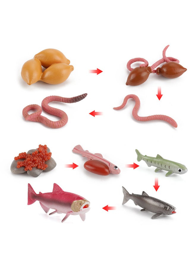 إسكدنيا نموذج دورة نمو السلمون والأخطبوط وسرطان حدوة الحصان للأطفال التعليم المبكر والحشرة الحيوانية ودودة الأرض الإدراكية المصنوعة يدويًا، اللون: دورة نمو السلمون والسلمون 78 جم - Image 1