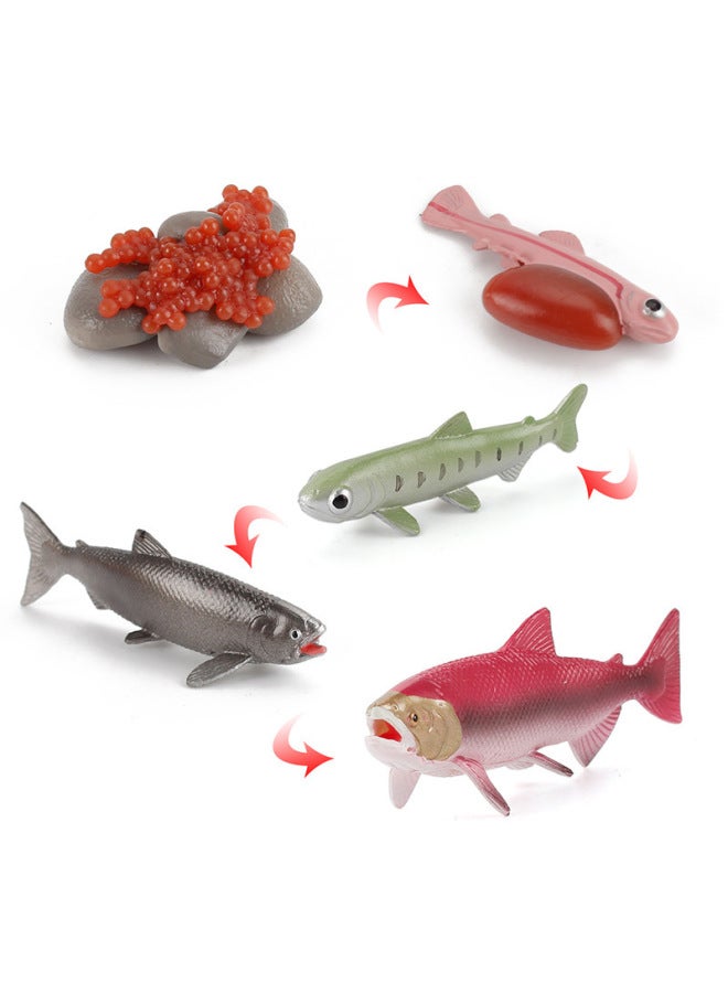 إسكدنيا نموذج دورة نمو السلمون والأخطبوط وسرطان حدوة الحصان للأطفال التعليم المبكر والحشرة الحيوانية ودودة الأرض الإدراكية المصنوعة يدويًا، اللون: دورة نمو السلمون والسلمون 78 جم - Image 4