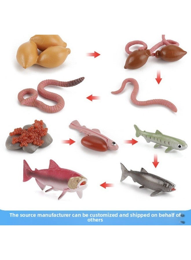 إسكدنيا نموذج دورة نمو السلمون والأخطبوط وسرطان حدوة الحصان للأطفال التعليم المبكر والحشرة الحيوانية ودودة الأرض الإدراكية المصنوعة يدويًا، اللون: دورة نمو السلمون والسلمون 78 جم - Image 2