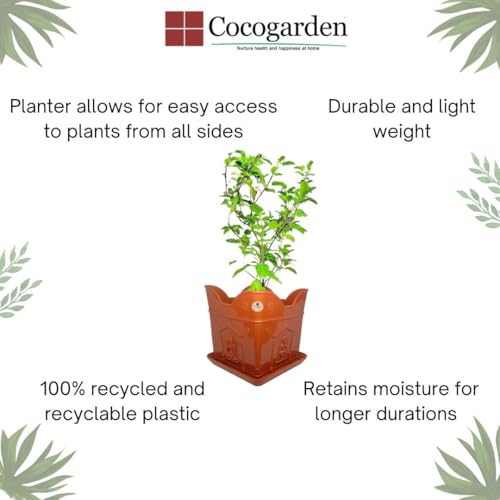 cocogarden Tulsi Pot with Plate Home Balcony Pooja |Plastic tulsi Planter Pot|Terracotta Colour 8 inch -1 Qty - Image 4