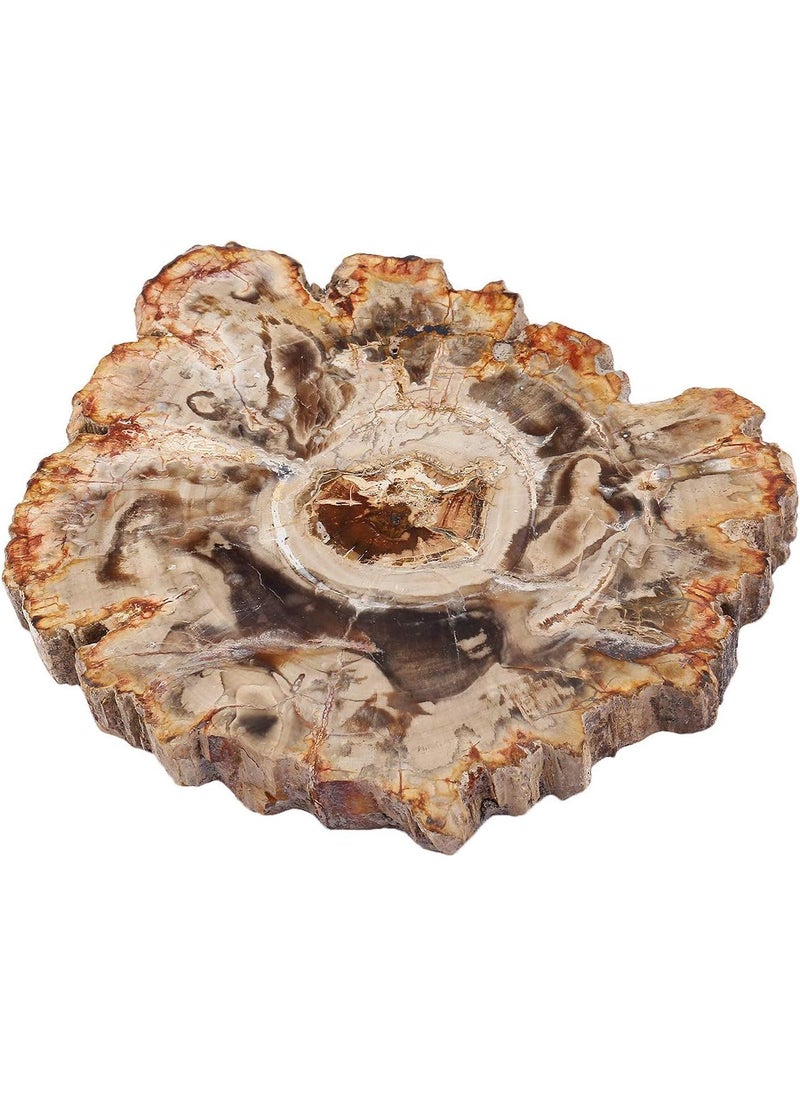 mookaitedecor mookaitedecor Natural Petrified Wood Slab Stone Tree Specimen Slice for Reiki Healing Home Decoration Irregular Shape 3.3-4.7 Inch 