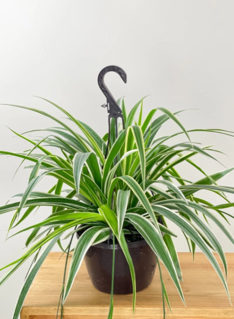 PLANT Spider Plant (Chlorophytum comosum) Live Hanging Plant | Variegated Indoor Air Purifying Houseplant | Easy Care Decorative Hanging Basket Plant for Home & Office - Image 3