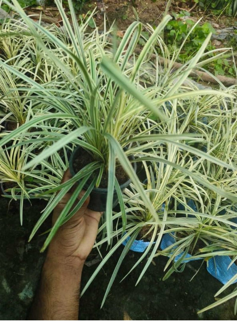 PLANT Spider Plant (Chlorophytum comosum) Live Hanging Plant | Variegated Indoor Air Purifying Houseplant | Easy Care Decorative Hanging Basket Plant for Home & Office - Image 5