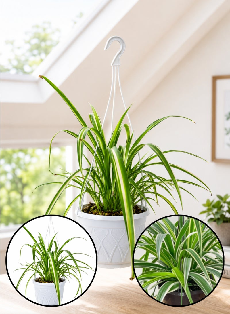 PLANT Spider Plant (Chlorophytum comosum) Live Hanging Plant | Variegated Indoor Air Purifying Houseplant | Easy Care Decorative Hanging Basket Plant for Home & Office - Image 1