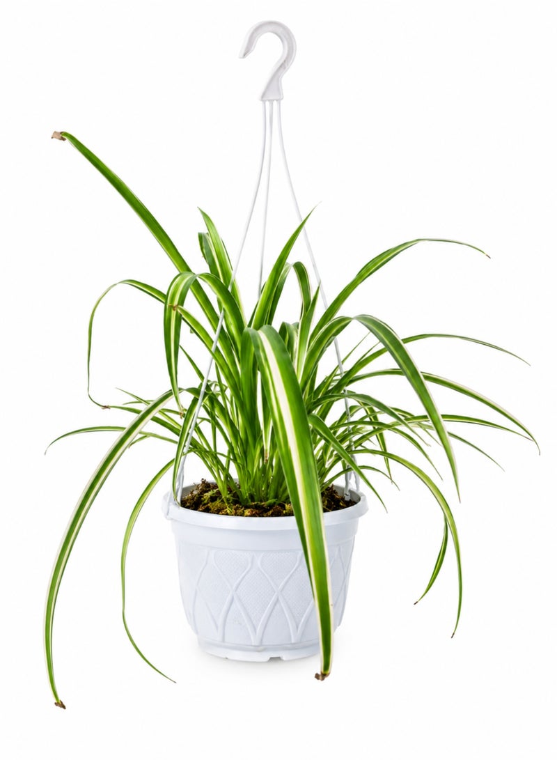 PLANT Spider Plant (Chlorophytum comosum) Live Hanging Plant | Variegated Indoor Air Purifying Houseplant | Easy Care Decorative Hanging Basket Plant for Home & Office - Image 2