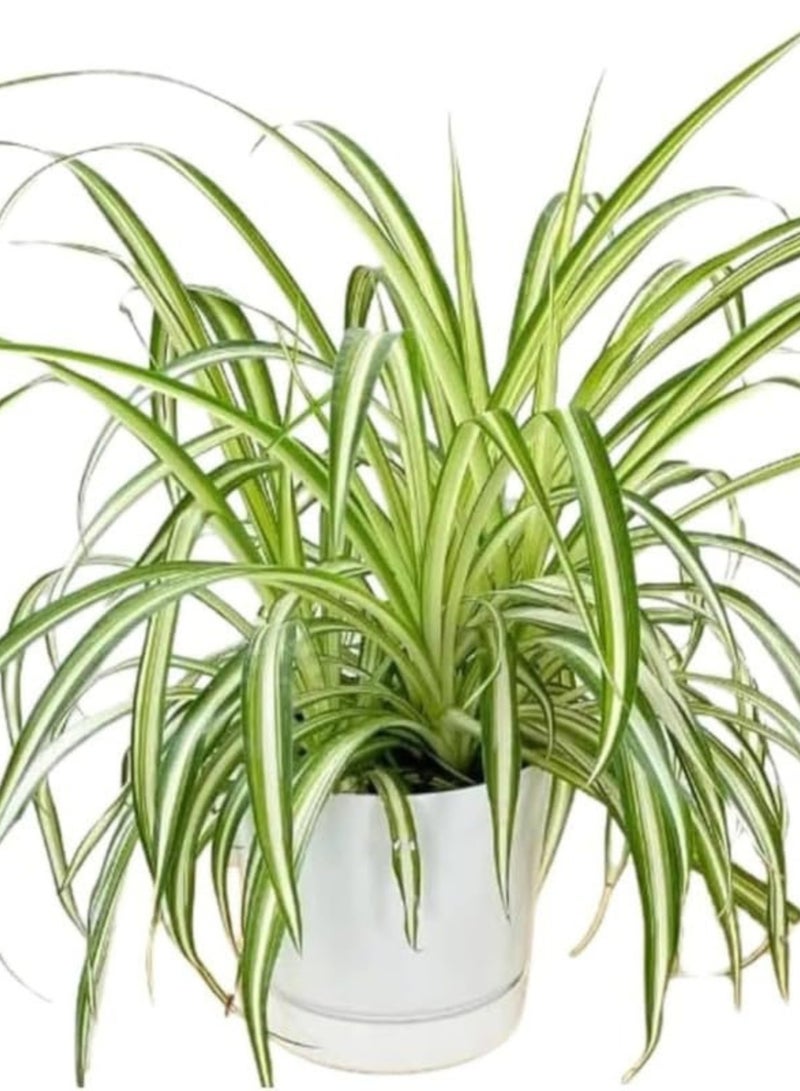 PLANT Spider Plant (Chlorophytum comosum) Live Hanging Plant | Variegated Indoor Air Purifying Houseplant | Easy Care Decorative Hanging Basket Plant for Home & Office - Image 4