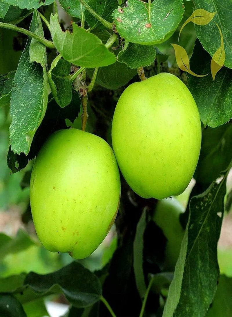GGOOT 50Pcs Apple Seeds Fruit is Mellow Beautiful Color Strong Essential Fruits for Entertaining Guests Easy Planting Strong Adaptability - Image 1