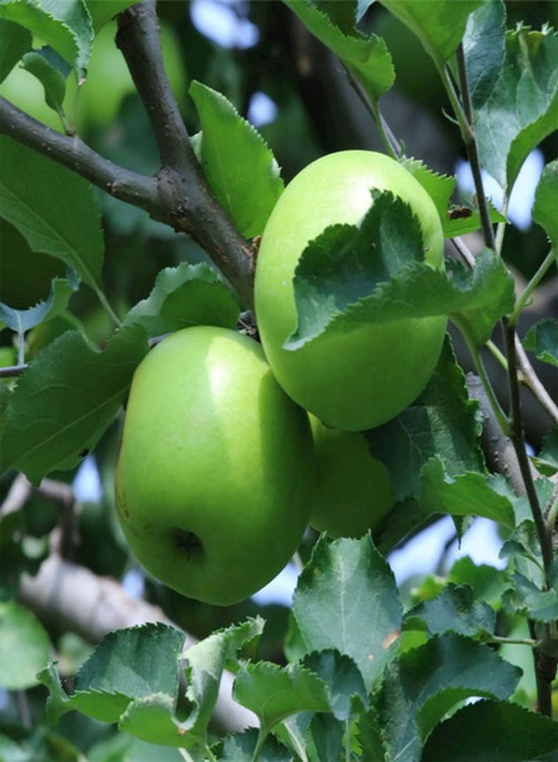 GGOOT 50Pcs Apple Seeds Fruit is Mellow Beautiful Color Strong Essential Fruits for Entertaining Guests Easy Planting Strong Adaptability - Image 2