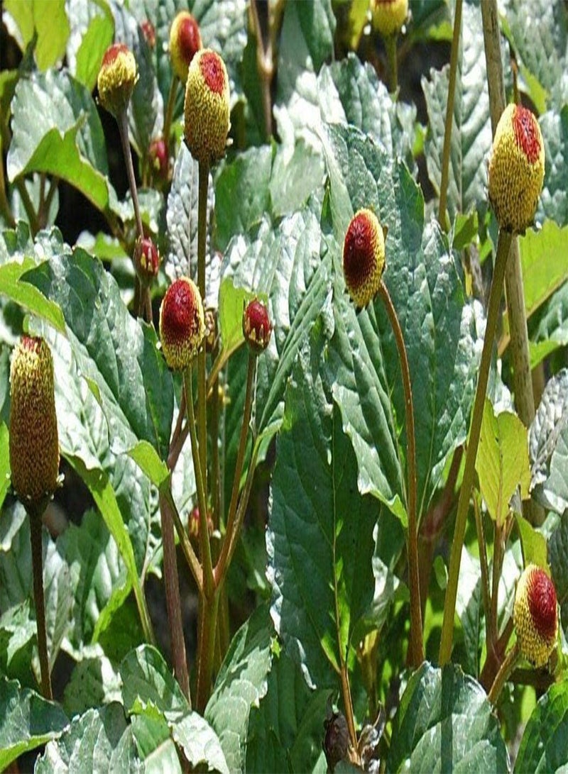 GGOOT Toothache HERB Seeds * Flowering HERB *NUMBING/Tingling/Cooling*100 Count PKT. - Image 1