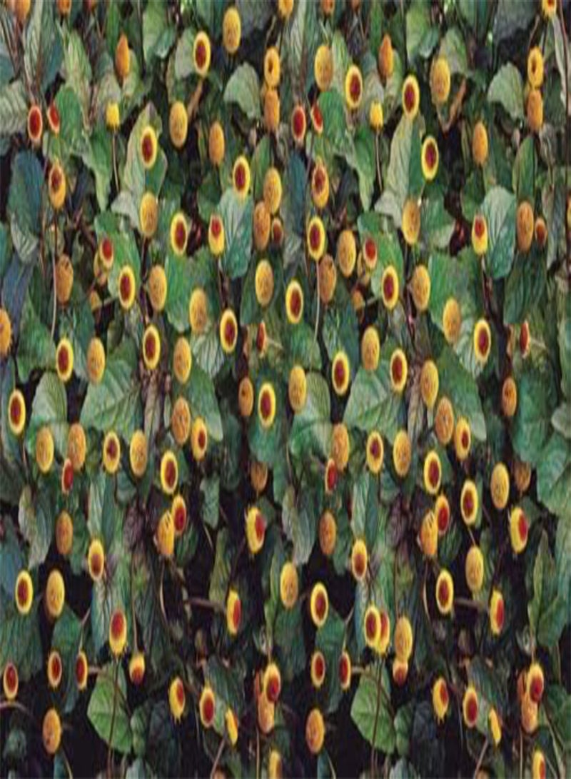 GGOOT Toothache HERB Seeds * Flowering HERB *NUMBING/Tingling/Cooling*100 Count PKT. - Image 2