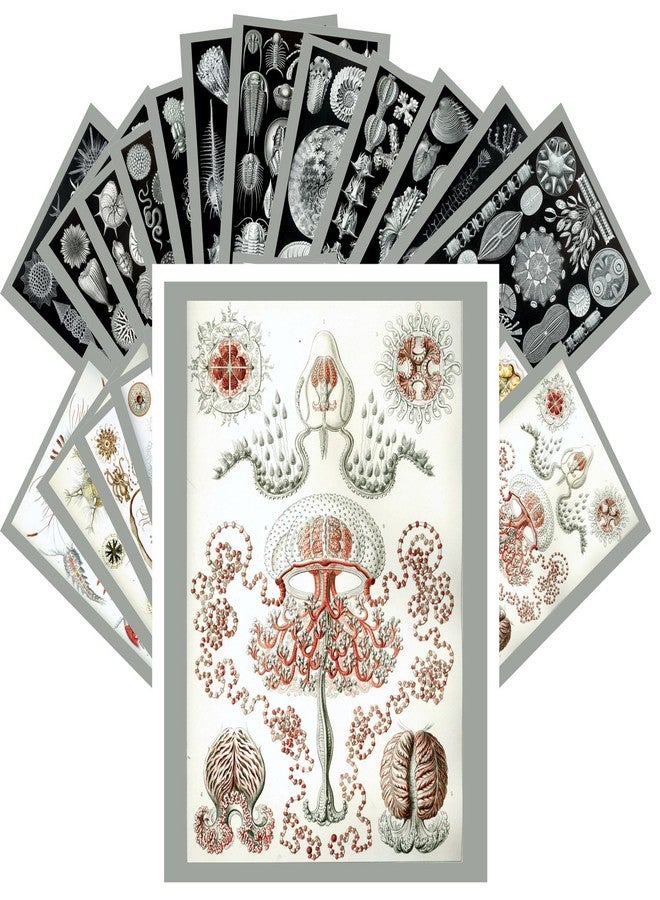 PIXILUV بطاقات بريدية عتيقة 24 قطعة Kunst Formen der Natur بواسطة Ernst Haeckel الرسوم التوضيحية القديمة - Image 1