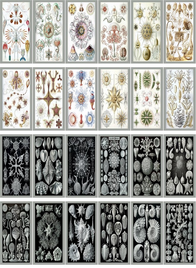PIXILUV بطاقات بريدية عتيقة 24 قطعة Kunst Formen der Natur بواسطة Ernst Haeckel الرسوم التوضيحية القديمة - Image 2