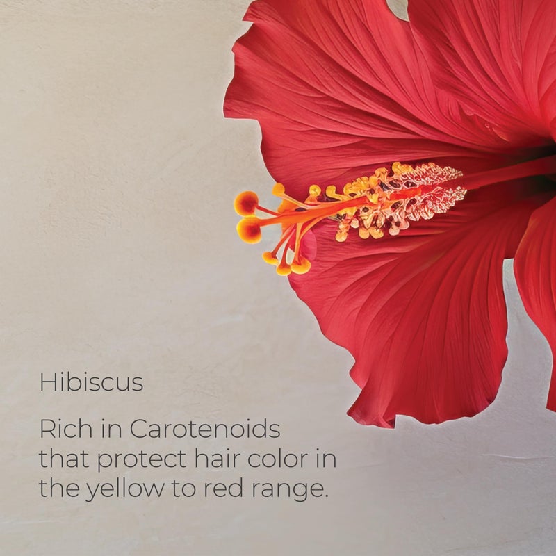 LANZA L'ANZA Healing ColorCare Color Preserving Conditioner, Hair Conditioner for Damaged Dry Hair to Protect Color and Restore Damage, for Healthy and Vibrant Hair with Color Conditioner, Luxury Hair Care - Image 5