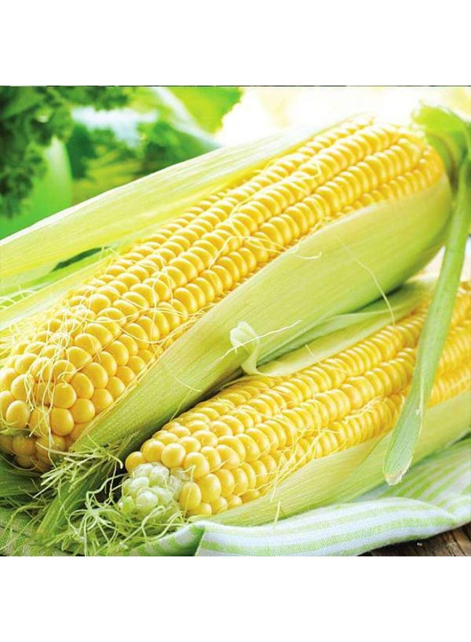 Sweet Corn F1 Hybrid Vegetable Seeds