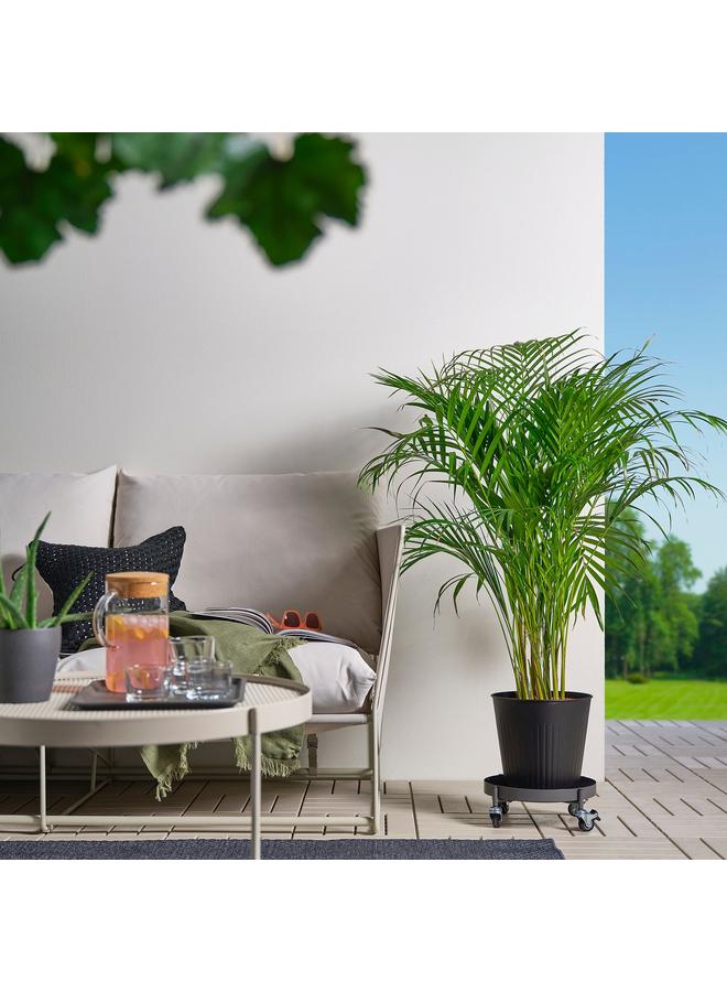 Green Tiger Plant Mover, In/Outdoor Dark Grey, 32 Cm - Image 4