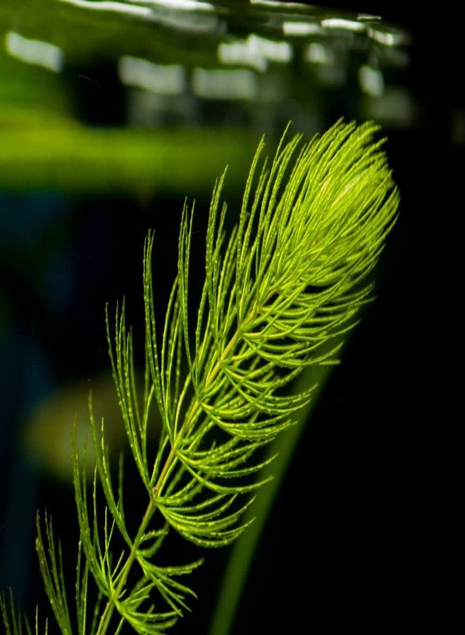 Hydrilla plant (Pack of 15) - Image 1