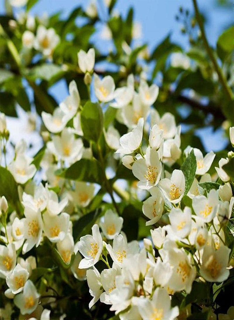 جي جوت 10 قطع من بذور الياسمين الأبيض سهلة الزراعة وسهلة الصيانة وتخلق جوًا مختلفًا ورائحة الزهور قوية عندما تكون الشمس مشرقة - Image 1