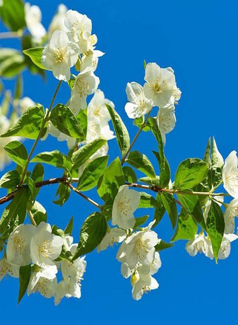 جي جوت 10 قطع من بذور الياسمين الأبيض سهلة الزراعة وسهلة الصيانة وتخلق جوًا مختلفًا ورائحة الزهور قوية عندما تكون الشمس مشرقة - Image 2