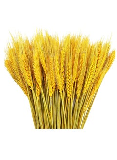 Dried Wheat Sheaves Stalks Bouquet Bundles, 100 Stems Natural Ear of Wheat Grain Flowers Dry Grass Bunch DIY Arrangements for Home Wedding Store Decorative