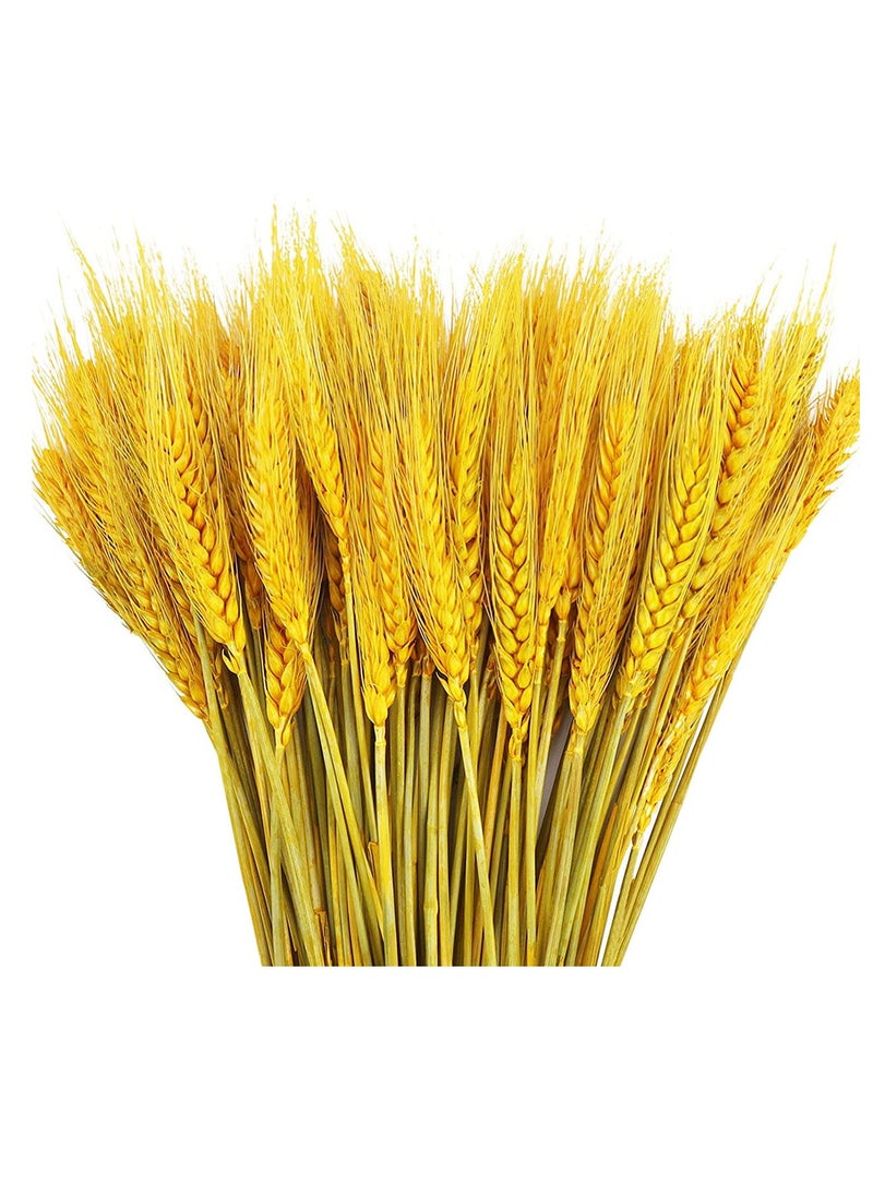 Excefore - Dried Wheat Sheaves Stalks Bouquet Bundles, 100 Stems Natural Ear of Wheat Grain Flowers Dry Grass Bunch DIY Arrangements for Home Wedding Store Decorative - Image 1