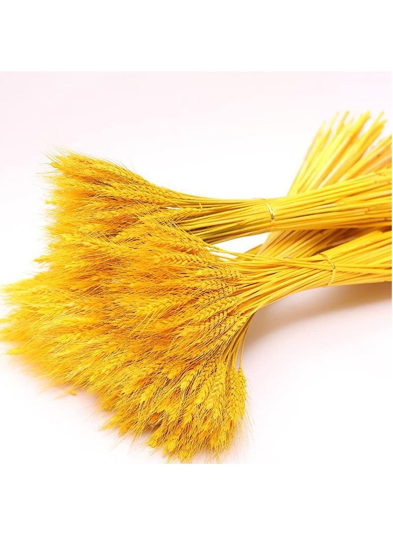 Excefore - Dried Wheat Sheaves Stalks Bouquet Bundles, 100 Stems Natural Ear of Wheat Grain Flowers Dry Grass Bunch DIY Arrangements for Home Wedding Store Decorative - Image 1