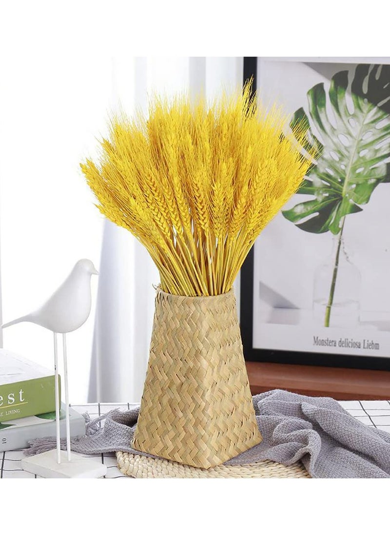 Excefore - Dried Wheat Sheaves Stalks Bouquet Bundles, 100 Stems Natural Ear of Wheat Grain Flowers Dry Grass Bunch DIY Arrangements for Home Wedding Store Decorative - Image 1