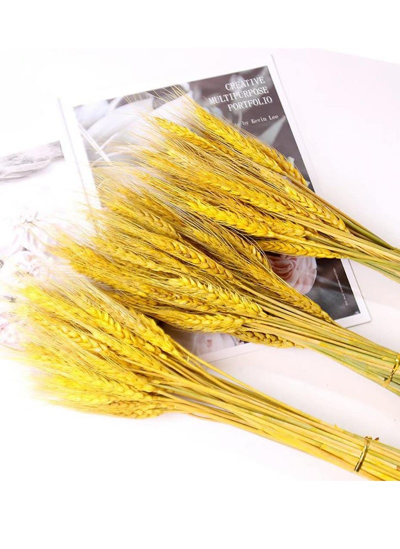 Excefore - Dried Wheat Sheaves Stalks Bouquet Bundles, 100 Stems Natural Ear of Wheat Grain Flowers Dry Grass Bunch DIY Arrangements for Home Wedding Store Decorative - Image 1