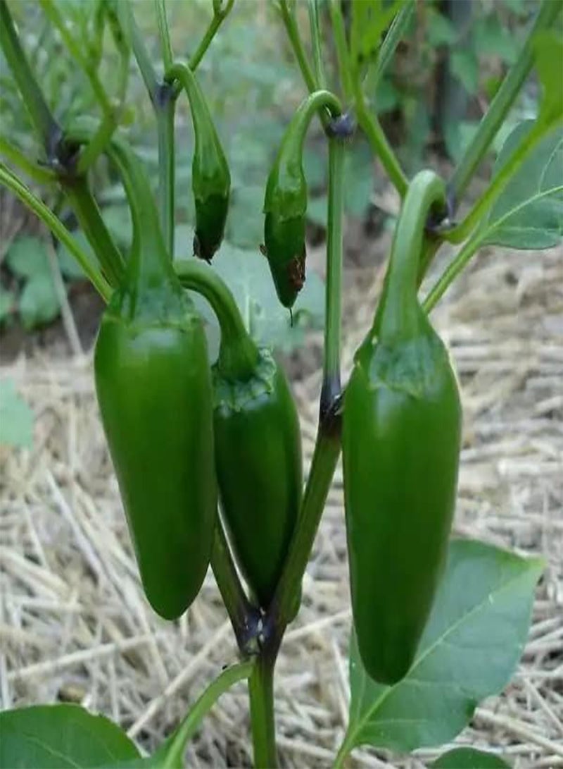 GGOOT Jalapeno Pepper Seeds - Jalapeño Chillies Quality Heirloom Seed - Image 3