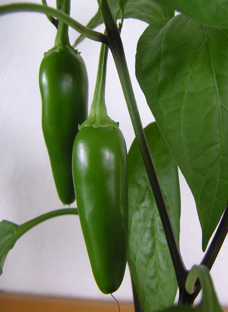 GGOOT Jalapeno Pepper Seeds - Jalapeño Chillies Quality Heirloom Seed - Image 2