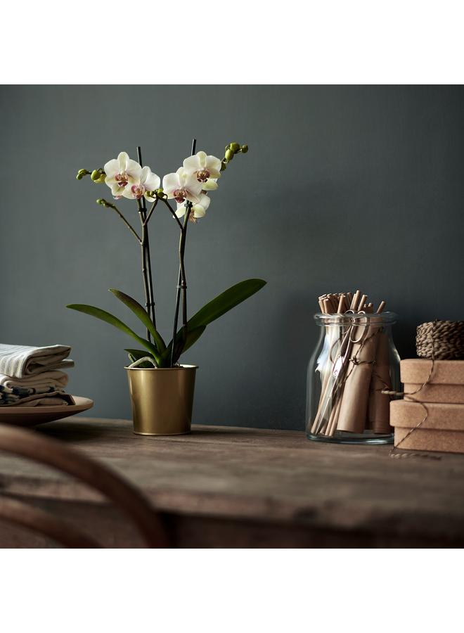 Zaboon Plant pot, brass-colour, 9 cm - Image 2