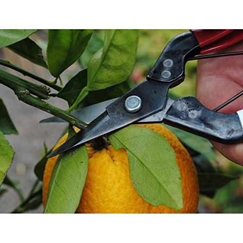 Okatsune No. 307 Fruit Shears 7.1 inches (180 mm) (Boxed) - Image 4