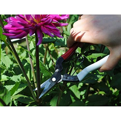Okatsune No. 307 Fruit Shears 7.1 inches (180 mm) (Boxed) - Image 3