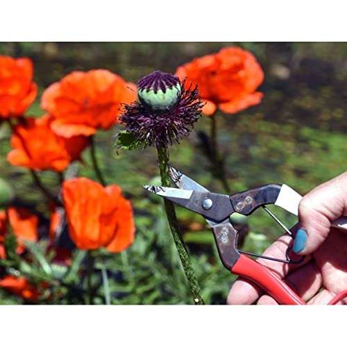Okatsune No. 307 Fruit Shears 7.1 inches (180 mm) (Boxed) - Image 5