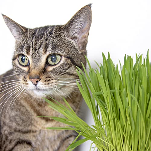SmartyKat Sweet Greens Cat Grass Seed Grow Kit - 1 Ounce - Image 2