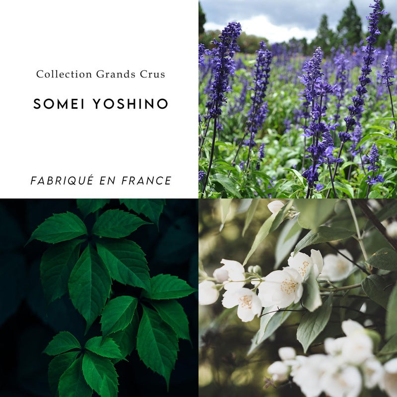 Berdoues Grands Crus Somei Yoshino Eau de Parfum | Floral, Long Lasting Scent Made in France | Spray Fragrance for Women| Luxury Perfume with Premium Quality Ingredients, 3.4 fl.oz. - Image 4