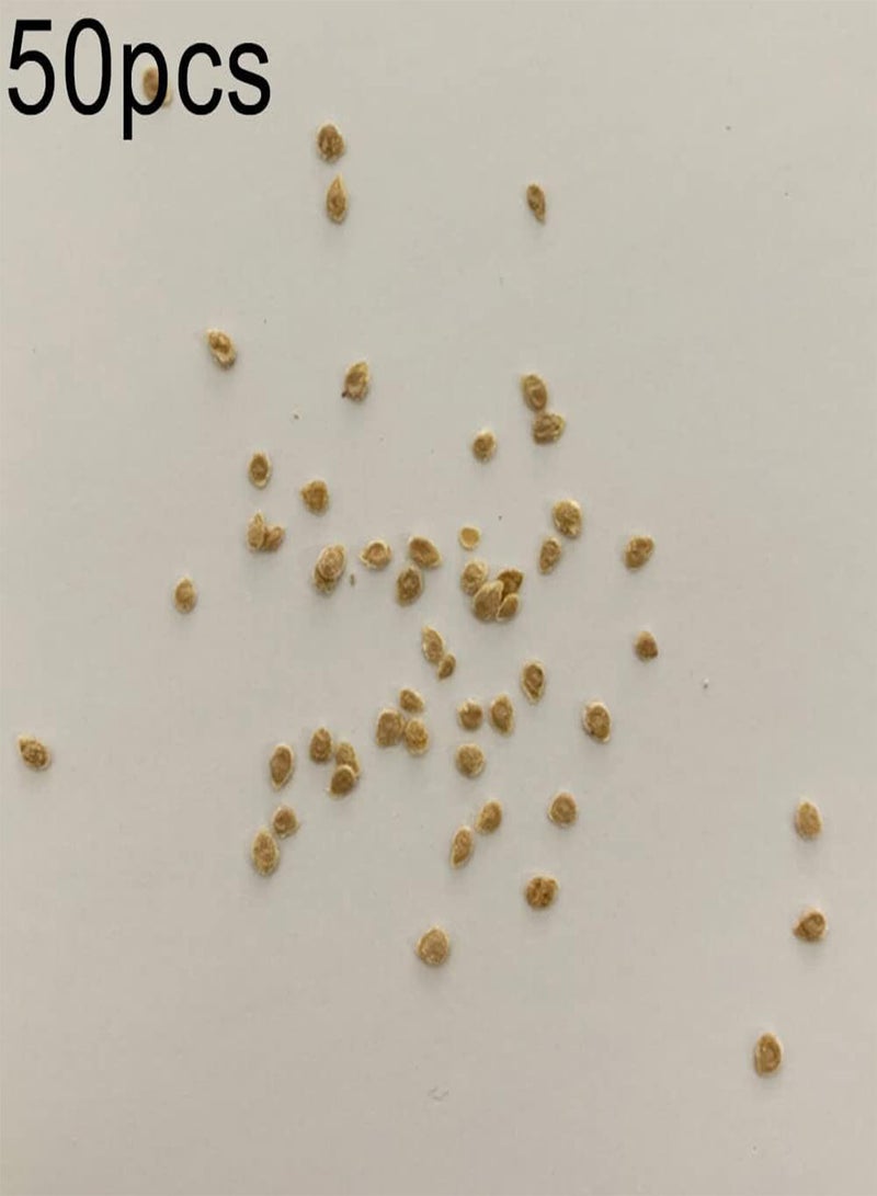 GGOOT 50/100Pcs Purple Tomato Seeds DIY Garden Kit Delicious Fruit Vegetable Home Garden Yard Planting Seedlings Tomato Seeds 50pcs - Image 3