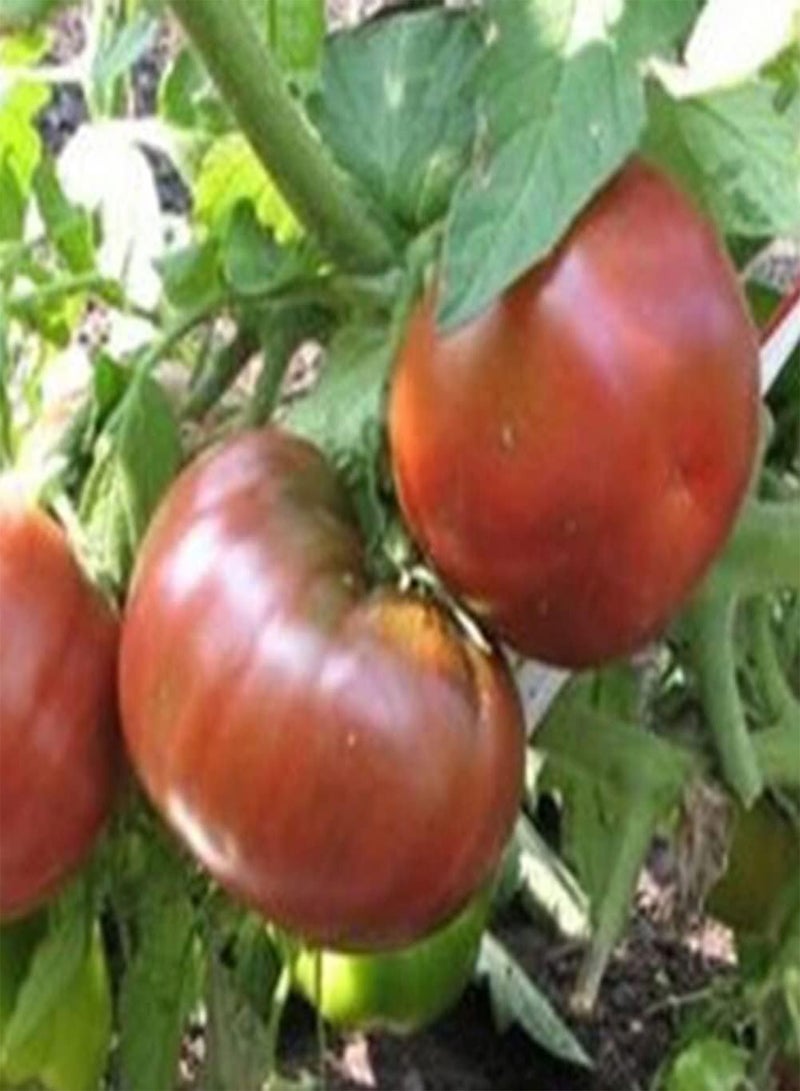 GGOOT 50/100Pcs Purple Tomato Seeds DIY Garden Kit Delicious Fruit Vegetable Home Garden Yard Planting Seedlings Tomato Seeds 50pcs - Image 1