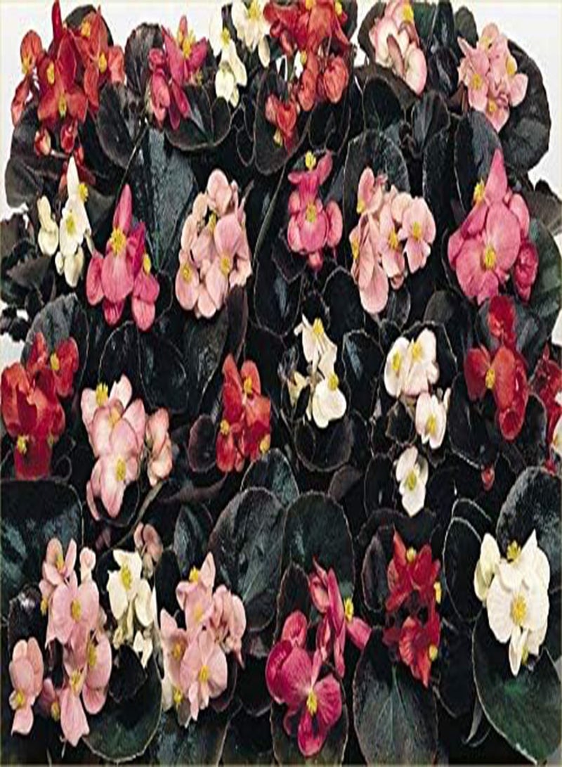 GGOOT Begonia F1 Senator Mixed x 25 Seeds, Summer Bedding Plants