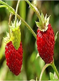 GGOOT Wild Strawberry Garden Fruit 30 Seeds 