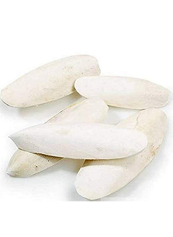 Sage Square - Natural High Calcium Source Cuttlebone Fish For Turtle (500Grm) - Image 1