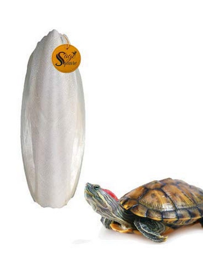 Sage Square - Natural High Calcium Source Cuttlebone Fish For Turtle (500Grm) - Image 1