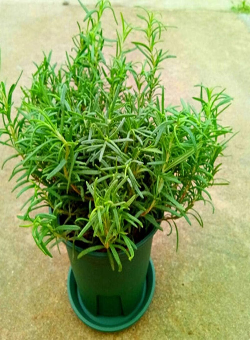 GGOOT 100pcs Rosemary Seeds Unique Herbs Easy-Care Variety Suitable for Beginners Kitchen Balcony Courtyard Gardening Planting - Image 2