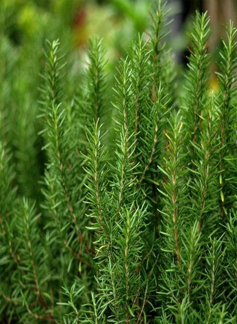 GGOOT 100pcs Rosemary Seeds Unique Herbs Easy-Care Variety Suitable for Beginners Kitchen Balcony Courtyard Gardening Planting - Image 3