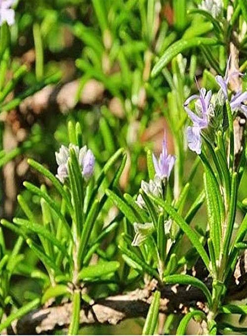 GGOOT 100pcs Rosemary Seeds Unique Herbs Easy-Care Variety Suitable for Beginners Kitchen Balcony Courtyard Gardening Planting - Image 1