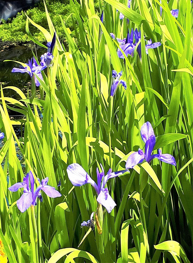Iris laevigata سوسن ناعم، سوسن مائي، نبات معمر طويل الإزهار، قوي التحمل، في وعاء بقطر 9 سم