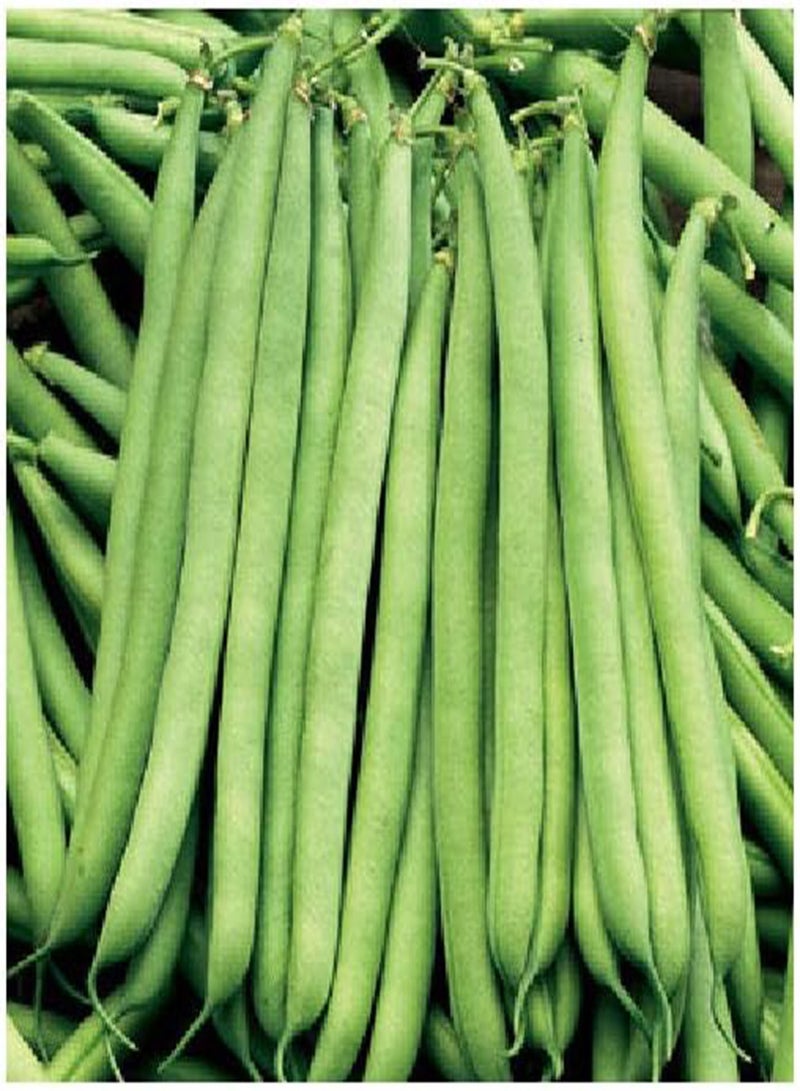 GGOOT Dwarf French Bean The Prince 50 (23g's Approx.) Vegetable Seeds - Image 2