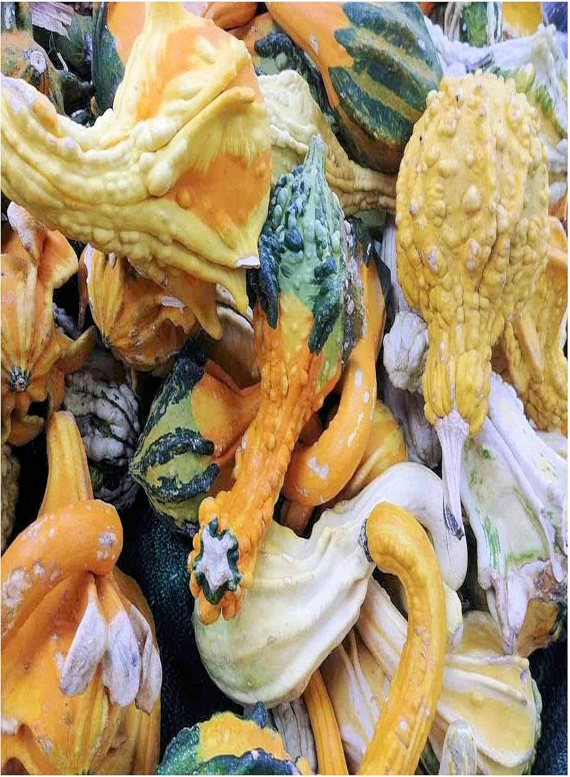 Autumn Wings Gourd (10 Seeds), A delightful array of winged and warted gourd