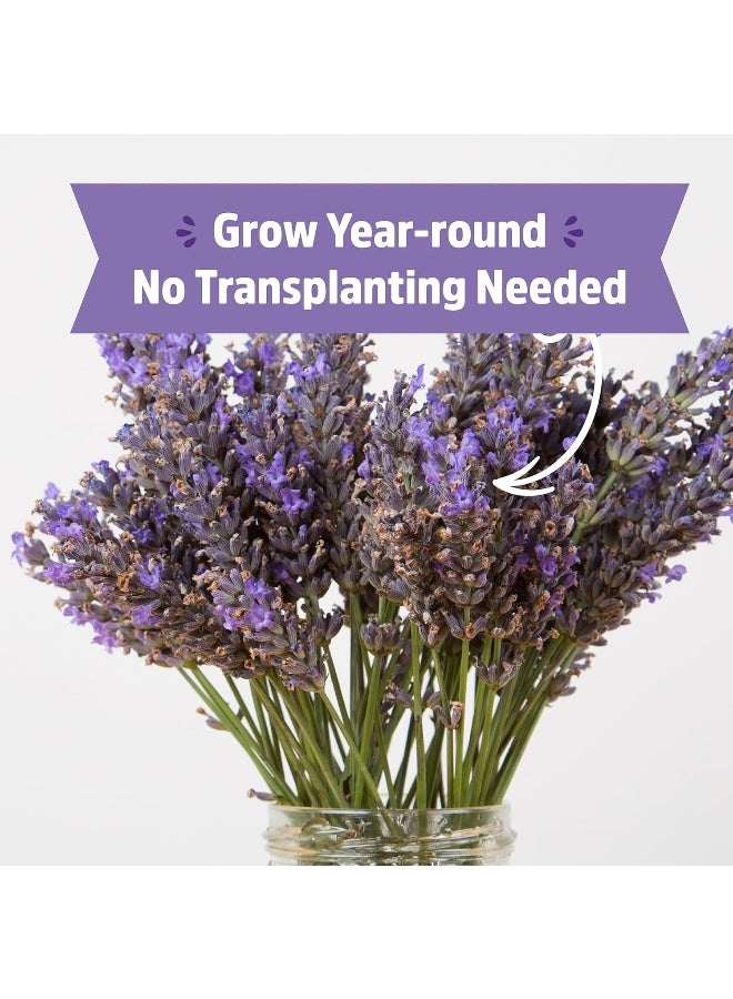 Back to the Roots Lavender Organic Windowsill Planter Kit - Grows Year Round, Includes Everything Needed for Planting  - Image 3